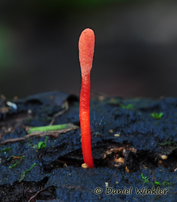 Amazon Cordyceps - Mushroaming Bolivia 2014 | Mushroaming - Daniel
